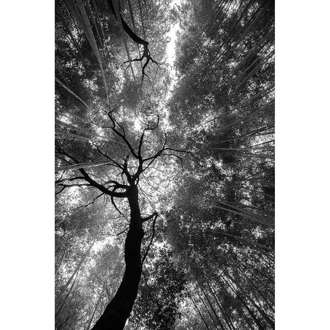 Forest Sky Gold Ornate Wood Framed Art Print with Double Matting by Nero, Andrea