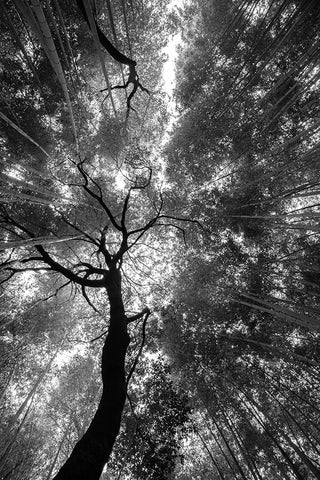 Forest Sky White Modern Wood Framed Art Print with Double Matting by Nero, Andrea