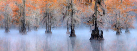 Caddo Lake Black Ornate Wood Framed Art Print with Double Matting by Zhu, Hua