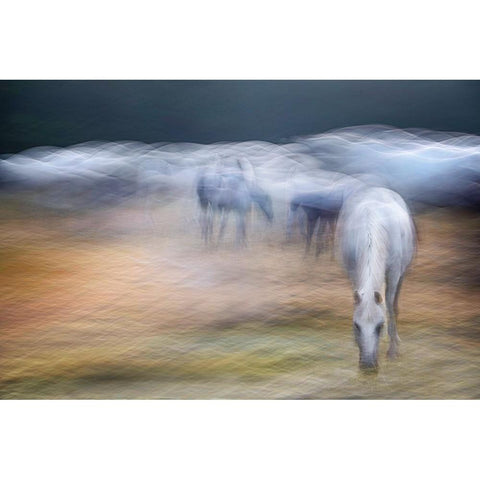 On the pasture White Modern Wood Framed Art Print by Malovrh, Milan