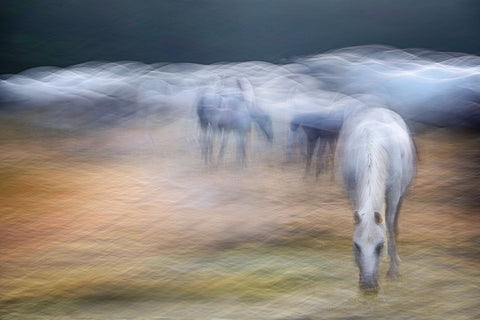On the pasture White Modern Wood Framed Art Print with Double Matting by Malovrh, Milan