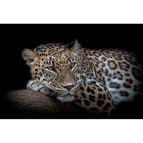 Leopard Resting Black Modern Wood Framed Art Print with Double Matting by Nauzet Baez Photography