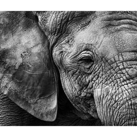 Elephant Skin Black Modern Wood Framed Art Print with Double Matting by Garcia, Helena