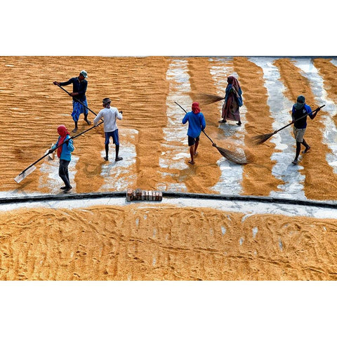 Paddy Drying13 Black Modern Wood Framed Art Print by Nandi, Shaibal