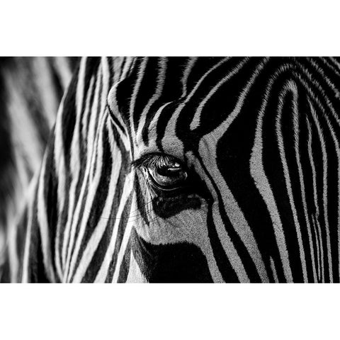 Abstract Zebra Black Modern Wood Framed Art Print with Double Matting by Darnell, Roy