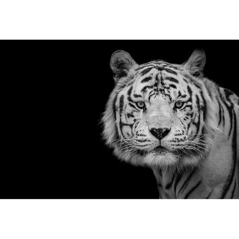 Bengal White Tiger White Modern Wood Framed Art Print by Baez Photography, Nauzet