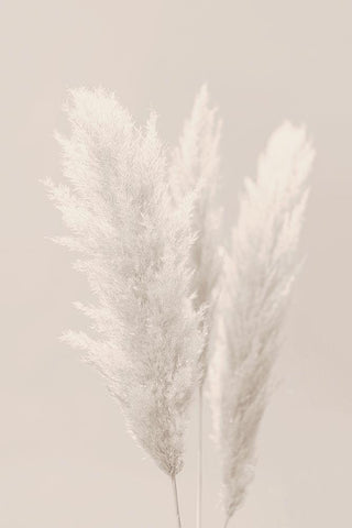 Pampas Grass_002 White Modern Wood Framed Art Print with Double Matting by 1x Studio III