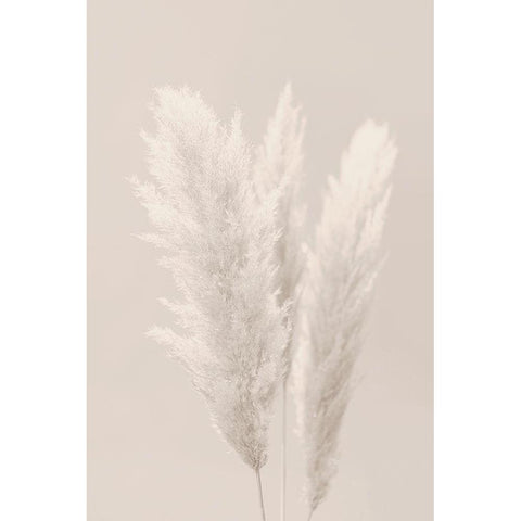 Pampas Grass_002 Black Modern Wood Framed Art Print with Double Matting by 1x Studio III