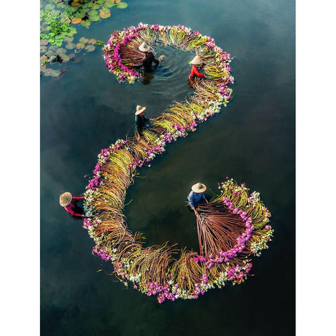 Harvesting water lilies v15 White Modern Wood Framed Art Print by Tan Tuan, Nguyen