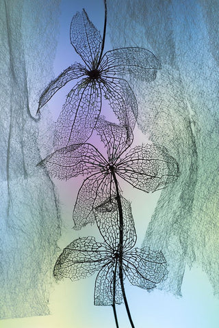 3 Flowers White Modern Wood Framed Art Print with Double Matting by Kowatari, Shihya