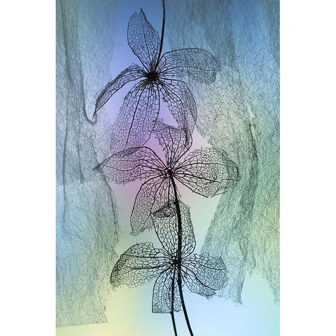 3 Flowers Black Modern Wood Framed Art Print by Kowatari, Shihya