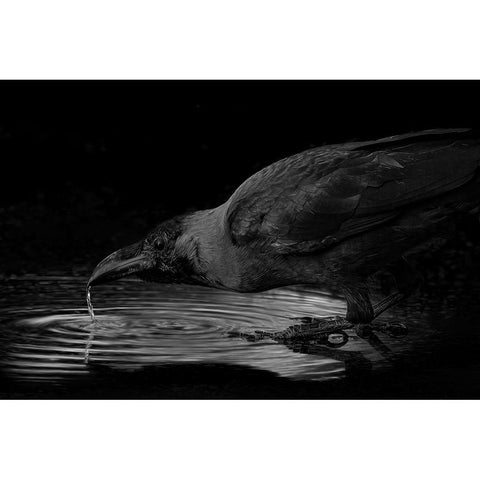 Water White Modern Wood Framed Art Print by Zaeitar, Ahmed