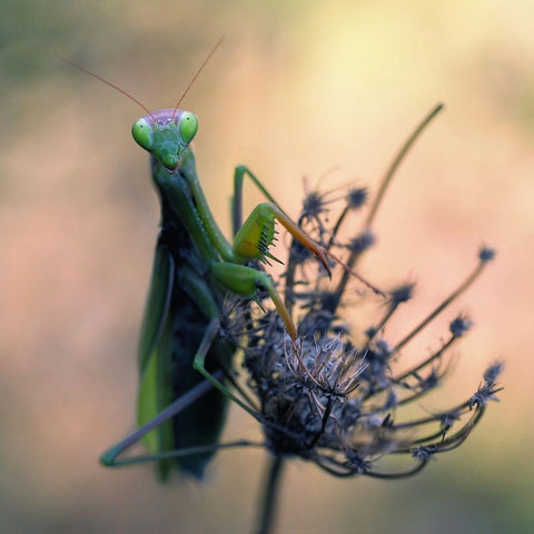 Praying Mantis Black Modern Wood Framed Art Print by Hoffman, Jimmy