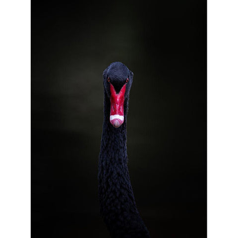 Portrait Of A Black Swan Gold Ornate Wood Framed Art Print with Double Matting by Tennant, Julie