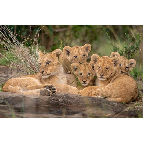 Cute Lion Cubs Black Modern Wood Framed Art Print with Double Matting by Katz, Daniel