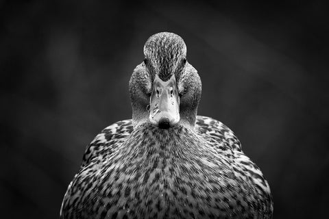 Look at me White Modern Wood Framed Art Print with Double Matting by Pfeiffer, Peter