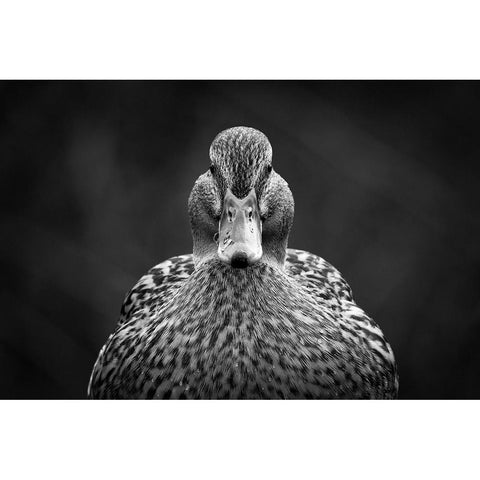 Look at me Black Modern Wood Framed Art Print by Pfeiffer, Peter