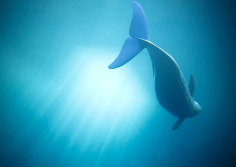 Velure Moana White Modern Wood Framed Art Print with Double Matting by Lintaman, Adachi