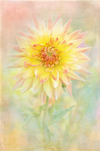 Lemon Spritz White Modern Wood Framed Art Print with Double Matting by Parker, Jacky