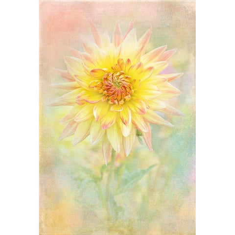 Lemon Spritz Black Modern Wood Framed Art Print by Parker, Jacky