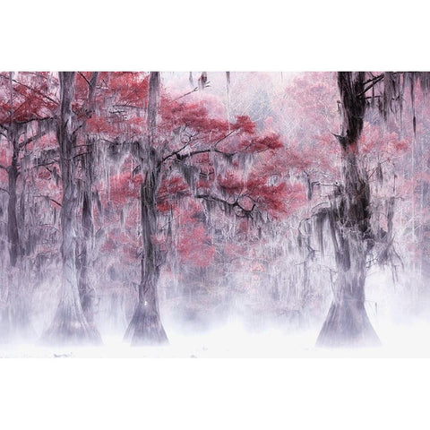 Foggy a Fall Foliage at Caddo Lake White Modern Wood Framed Art Print by Z, Leechee