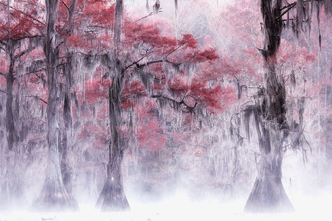 Foggy a Fall Foliage at Caddo Lake Black Ornate Wood Framed Art Print with Double Matting by Z, Leechee