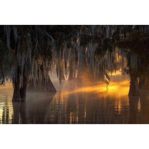 Under Spanish Moss Black Modern Wood Framed Art Print by Mao, Dianne
