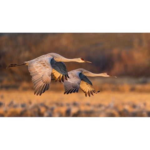 Love Birds Black Modern Wood Framed Art Print by Fan, John