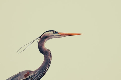 Untitled Black Ornate Wood Framed Art Print with Double Matting by Viola, Vincenzo