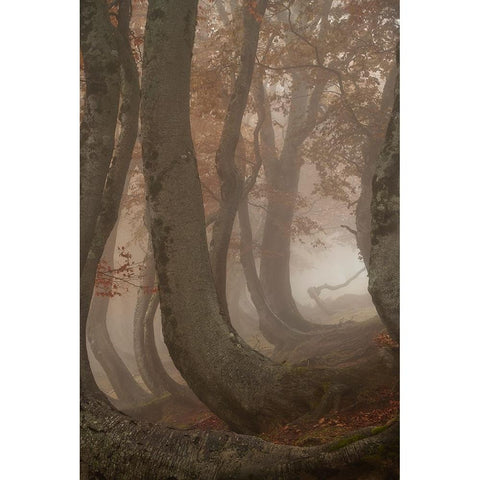 twisted beeches White Modern Wood Framed Art Print by Marchegiani, Roberto