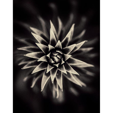 Star. White Modern Wood Framed Art Print by Salem, Saad