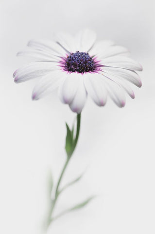 In My Garden_3 White Modern Wood Framed Art Print with Double Matting by Grambone, Antonio