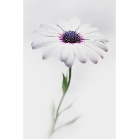 In My Garden_3 White Modern Wood Framed Art Print by Grambone, Antonio