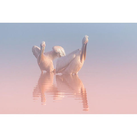 Two Pelicans White Modern Wood Framed Art Print by Rublina, Natalia