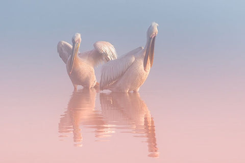 Two Pelicans White Modern Wood Framed Art Print with Double Matting by Rublina, Natalia