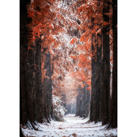 Snowy Day Black Modern Wood Framed Art Print with Double Matting by Seo, Tiger