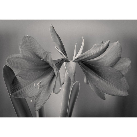 Elegance Black Modern Wood Framed Art Print with Double Matting by Rauwerdink, Jan