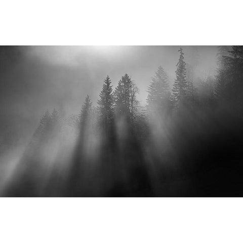 wintersun Black Modern Wood Framed Art Print by Dauer, Andy