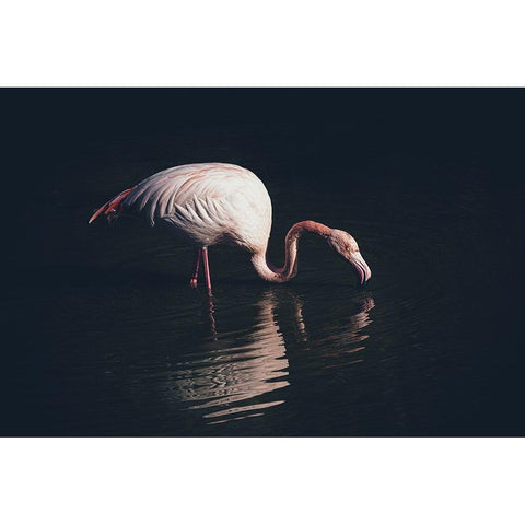 Enlighted Flamingo Black Modern Wood Framed Art Print with Double Matting by Tagliarino, Marco