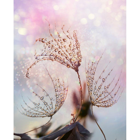 macro White Modern Wood Framed Art Print by Markova, Tanya