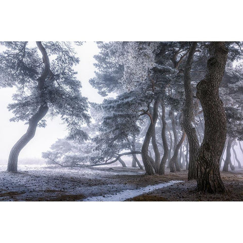 Hoarfrost on the tree Black Modern Wood Framed Art Print with Double Matting by Seo, Tiger