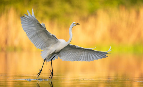 Cruising Around White Modern Wood Framed Art Print with Double Matting by Schlaf, Christopher