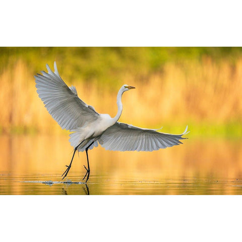 Cruising Around Gold Ornate Wood Framed Art Print with Double Matting by Schlaf, Christopher