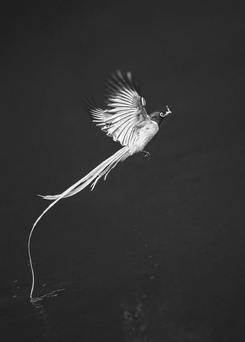 Terpsiphone Paradis Black Ornate Wood Framed Art Print with Double Matting by Hu, Mei