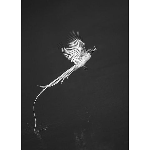 Terpsiphone Paradis Black Modern Wood Framed Art Print by Hu, Mei