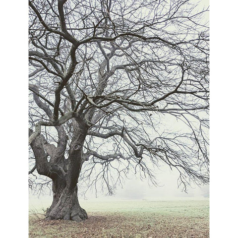 Field And Fog Black Modern Wood Framed Art Print with Double Matting by Allen, Elizabeth