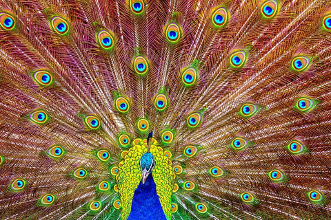 Peacock White Modern Wood Framed Art Print with Double Matting by Michael