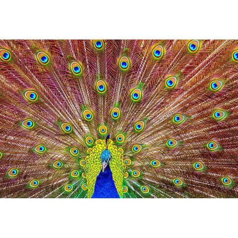 Peacock White Modern Wood Framed Art Print by Michael