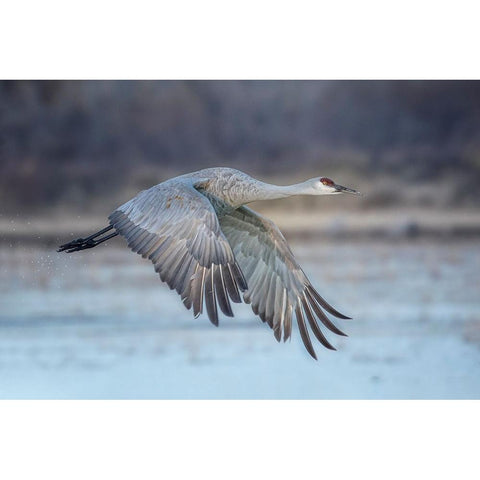 A Sandy Hill Crane In Flight Gold Ornate Wood Framed Art Print with Double Matting by Zheng, Sanbao