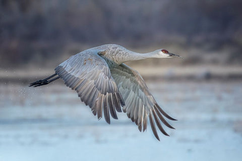 A Sandy Hill Crane In Flight White Modern Wood Framed Art Print with Double Matting by Zheng, Sanbao